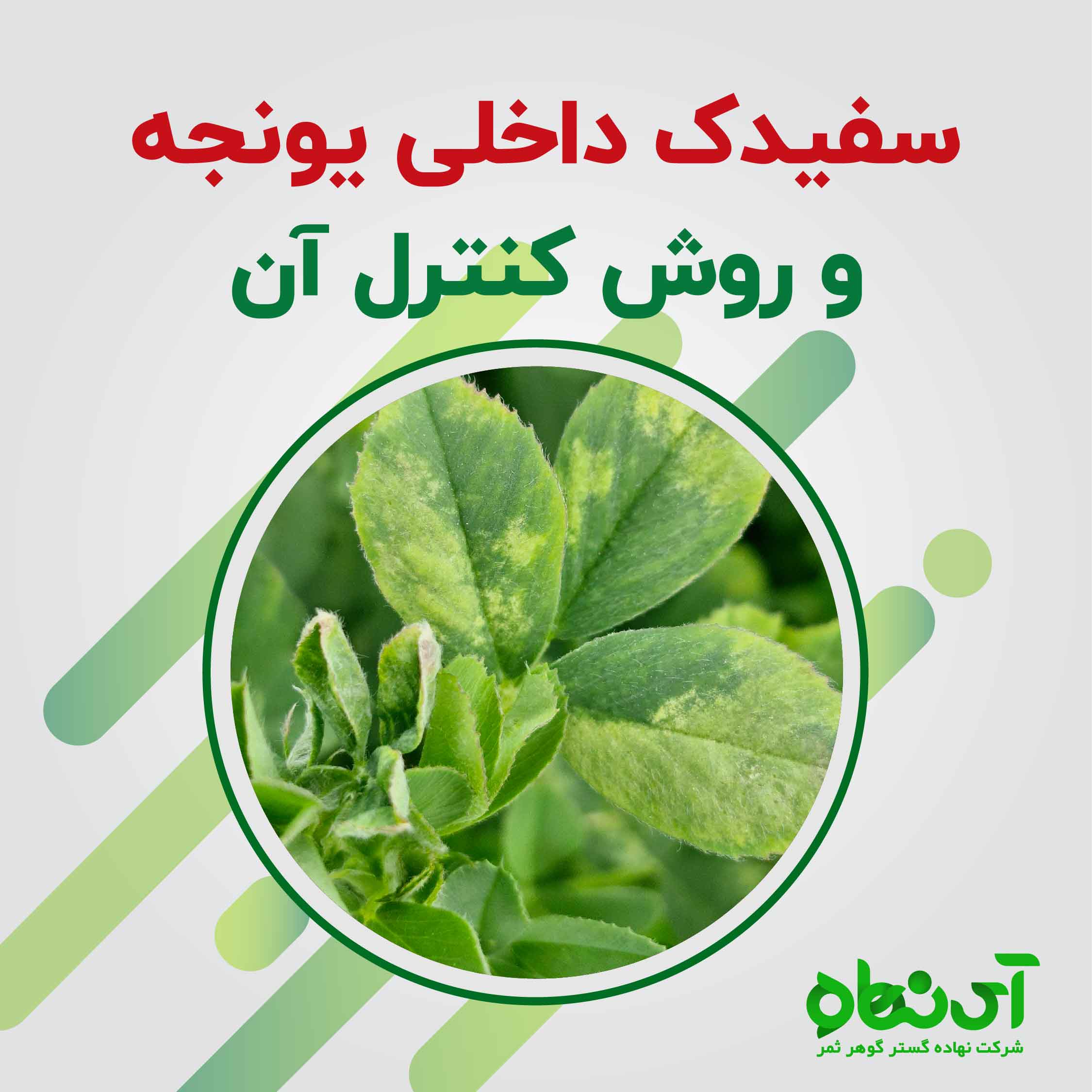 سفیدک داخلی یونجه و روش کنترل آن